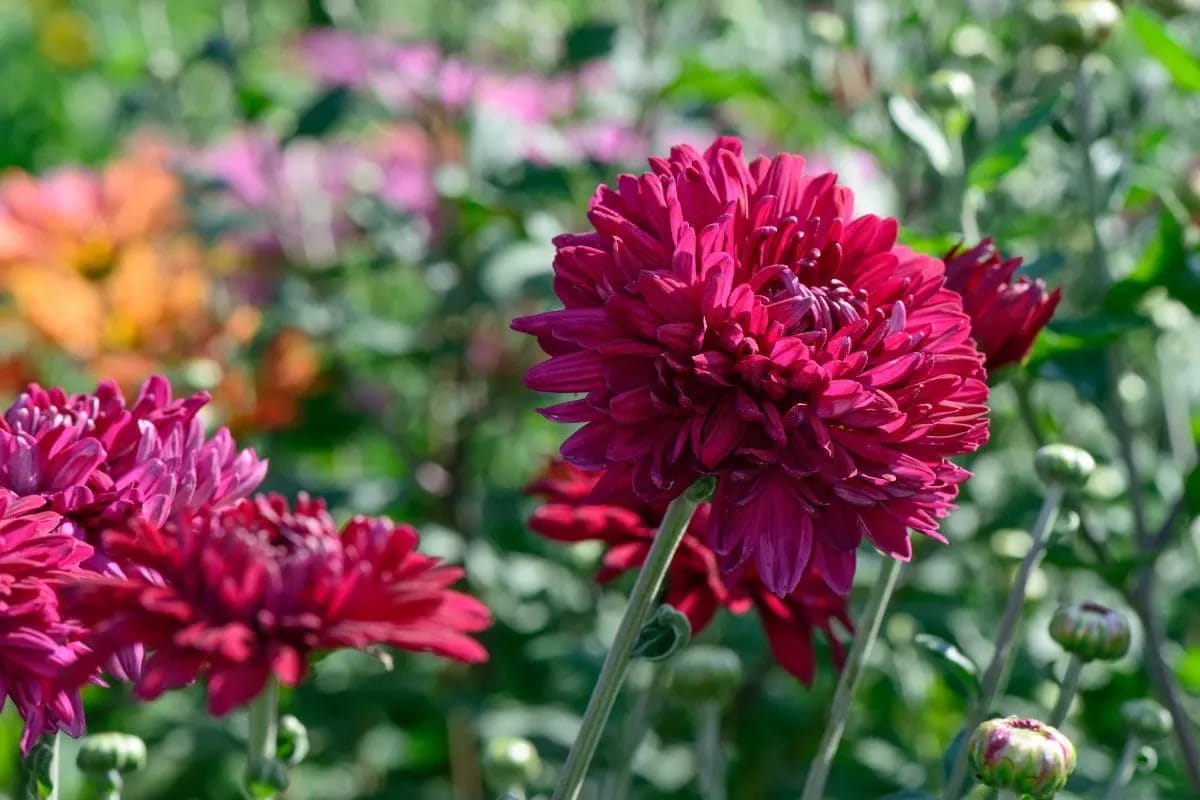 Spiritual-Meaning-Of-Dahlia-Flowers