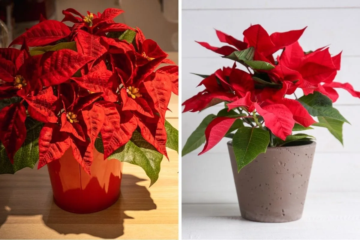 poinsettia