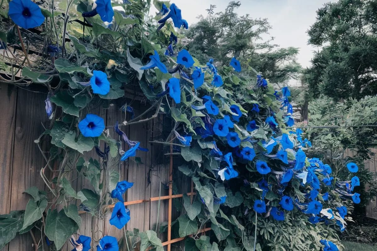 morning glory wide spread in the backyard