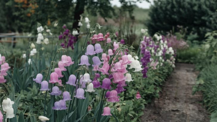 10 seltene glockenförmige Blüten, die Ihrem Garten einen ganz eigenen Look verleihen