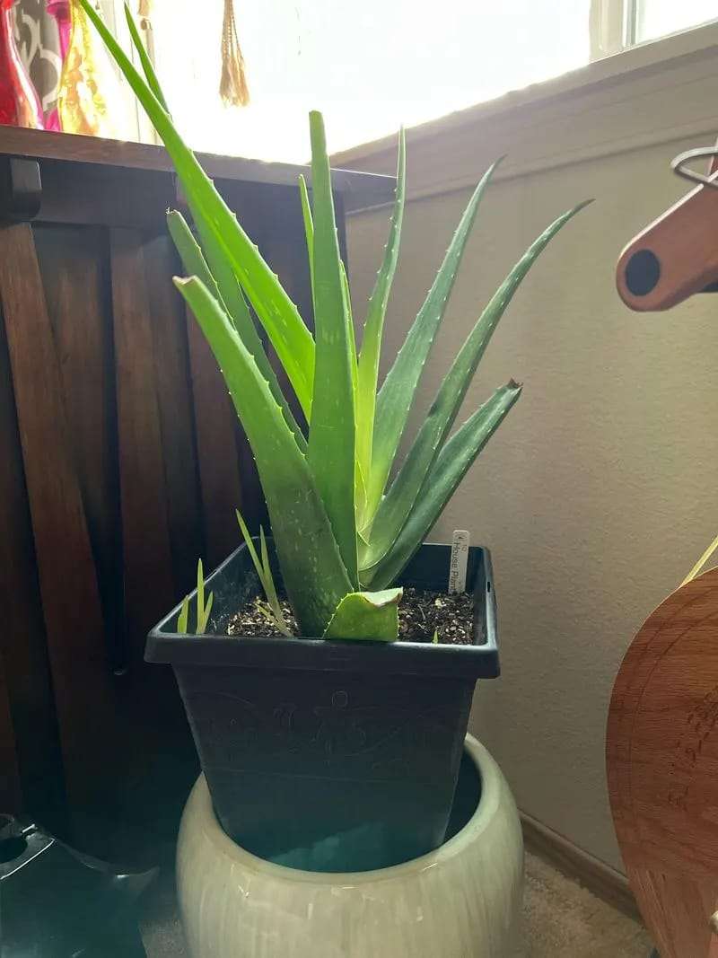 Aloe Vera