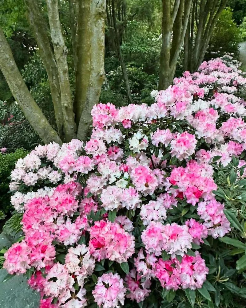 Rhododendron