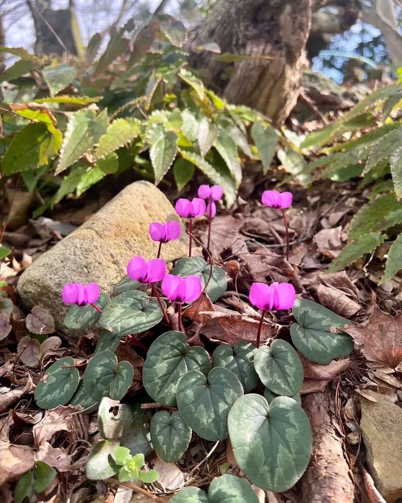 Cyclamen Coum