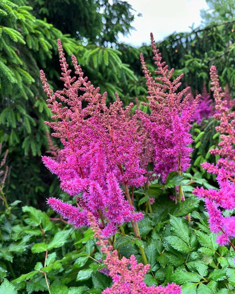 Astilbe