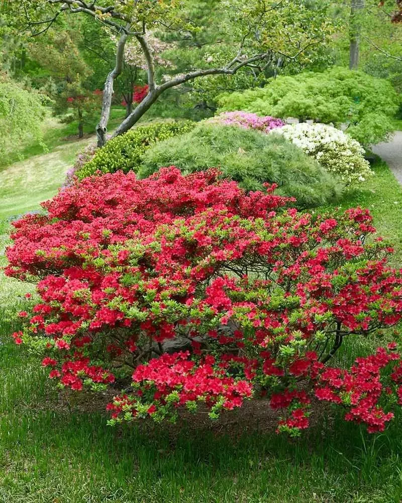 Azalea