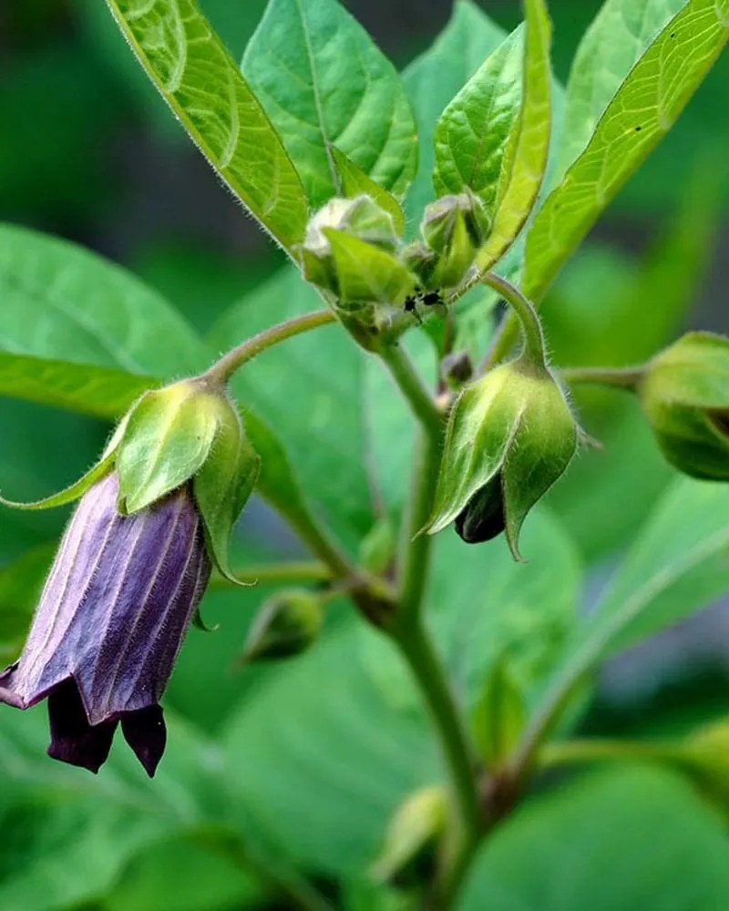 Belladonna (Deadly Nightshade)