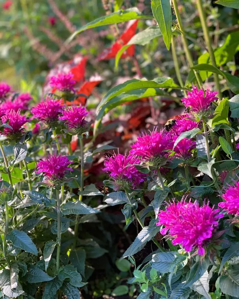 Bee Balm