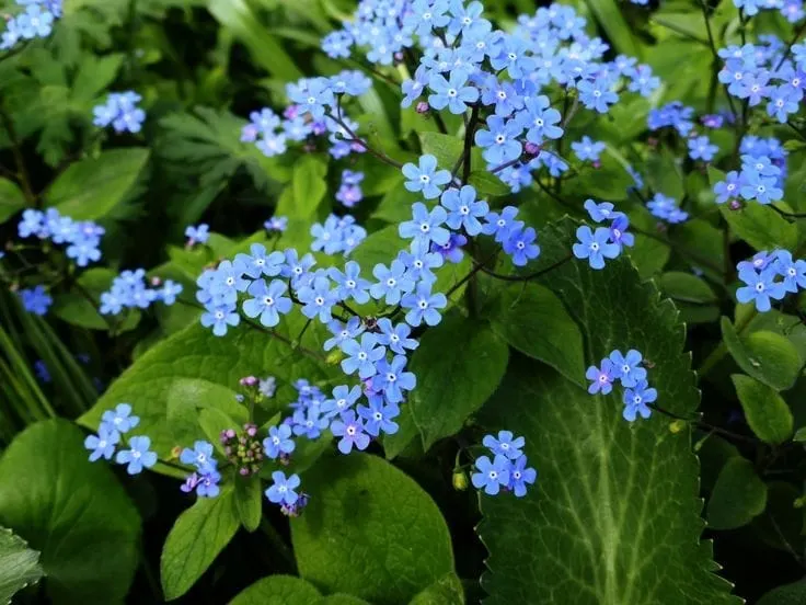 Brunnera ~ Siberian bugloss Plant Care Guide