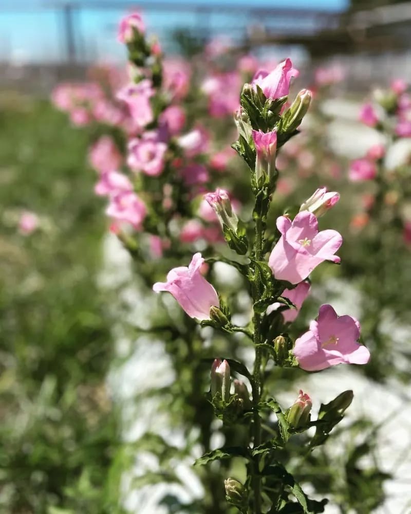 Canterbury Bells