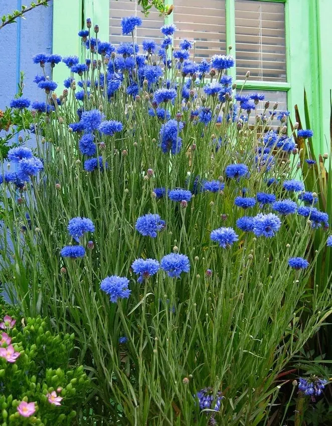 Centaurea cyanus 'Blue Diadem' 