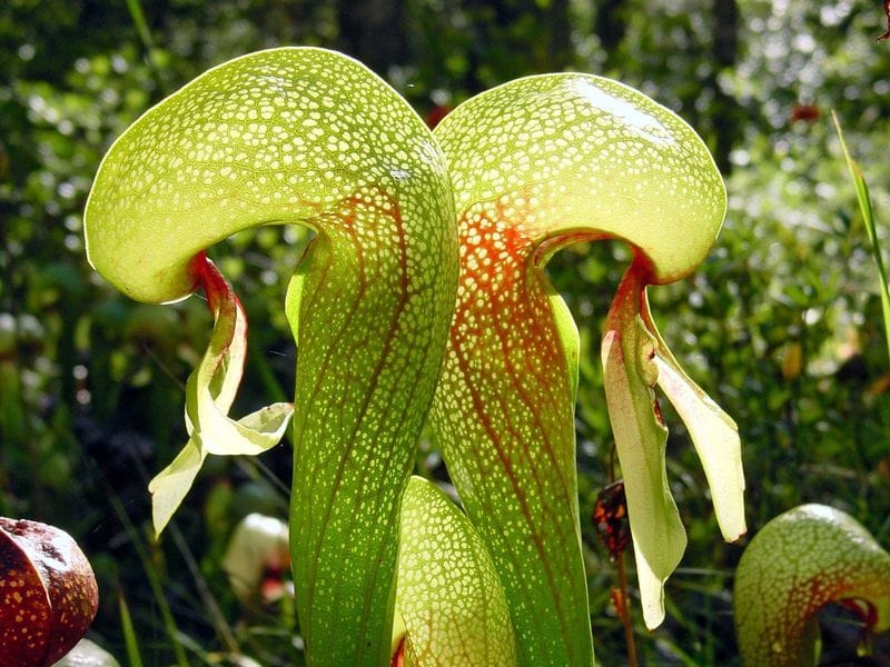 Cobra Lily