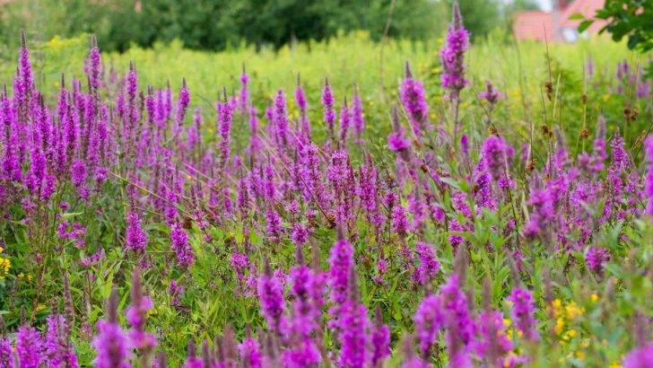 Eine Wunderschöne Lila Staude, Die Im Garten Mehr Ärger Als Freude Bringt