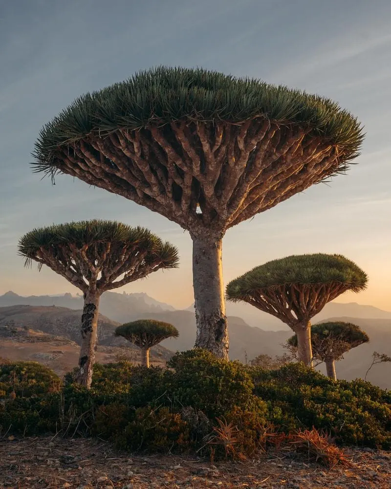 Dragon's Blood Tree