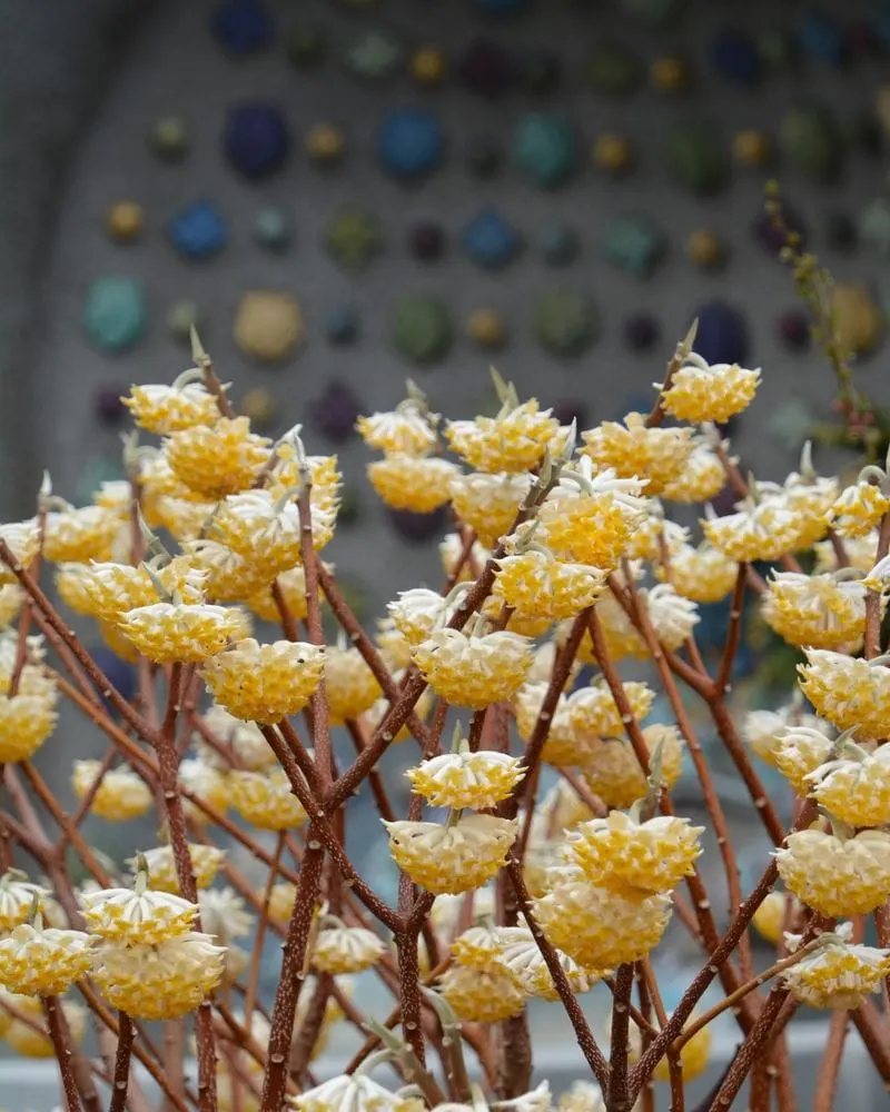 Edgeworthia