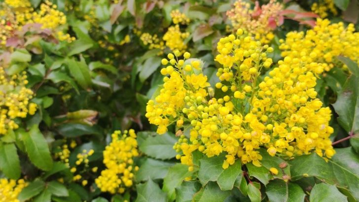 Immergrüne Mahonia – ein wunderschönes Muss für Wintergärten