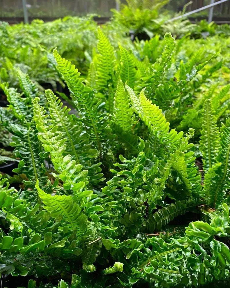 Ferns