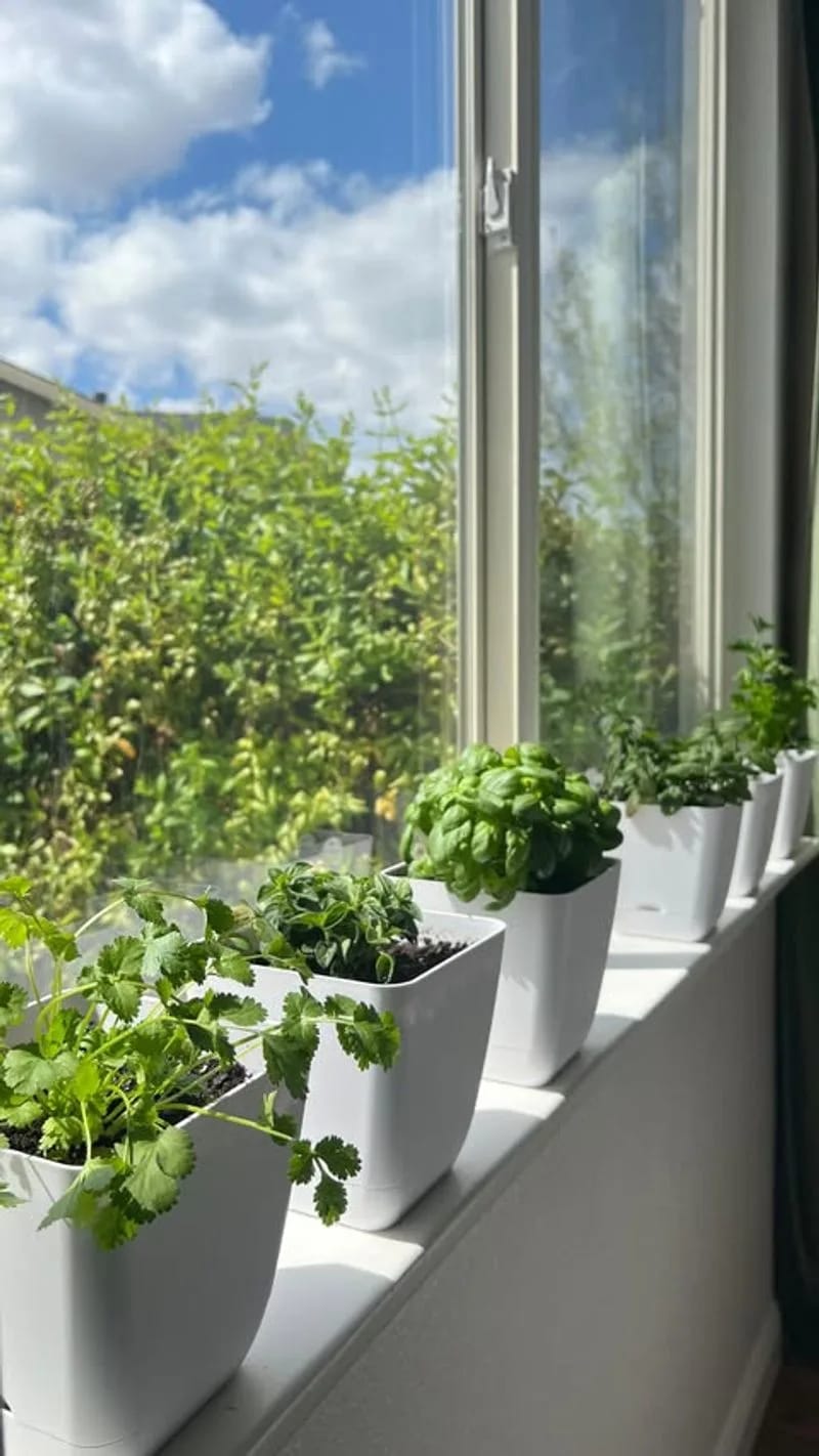 Window Sill Herb Garden