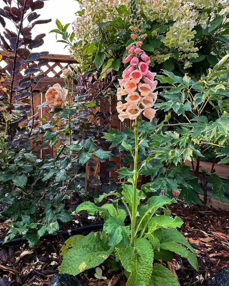 Foxglove