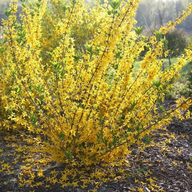 Forsythia