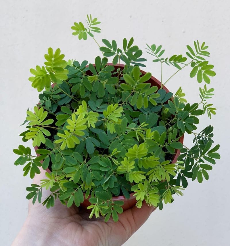 Sensitive Plant (Mimosa pudica)