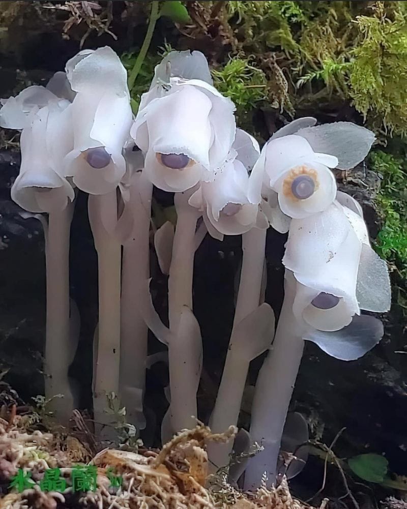 Ghost Plant (Monotropa uniflora)