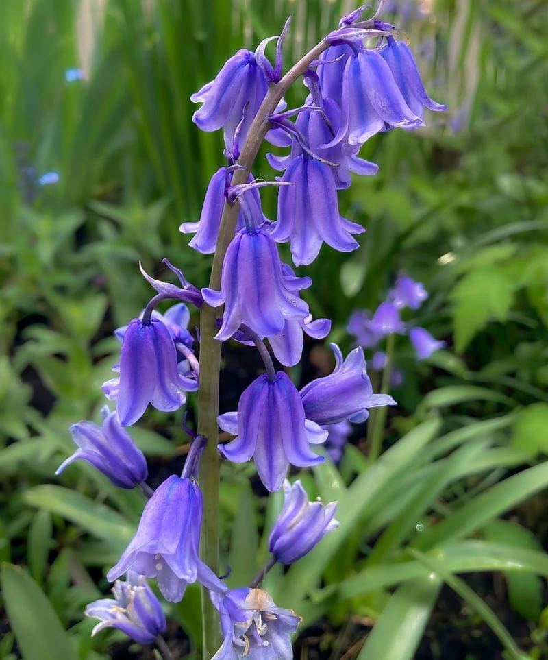 Bluebells