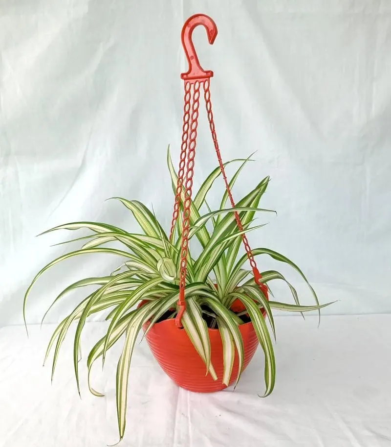 Spider Plant