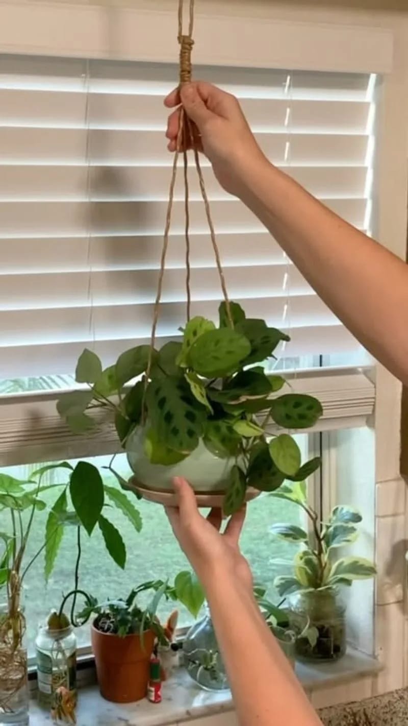 Hanging Planters