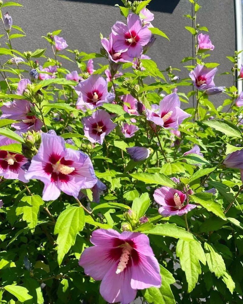 Rose of Sharon