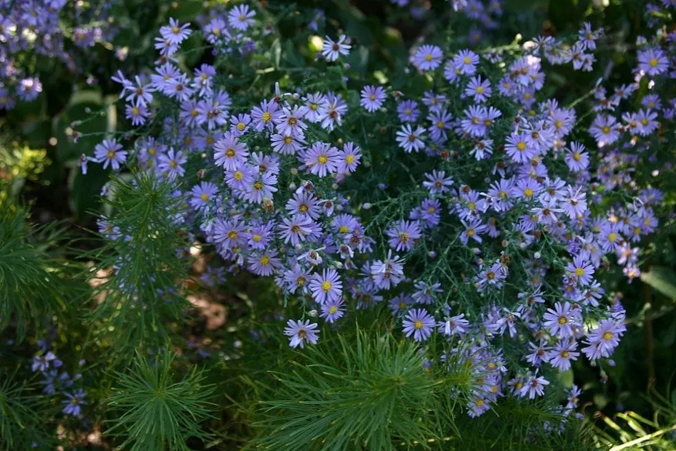 Fall favorites of mine to look forward to Aster 'Blue Bird' and Amsonia hubrichtii, flowers and foliage, what could be