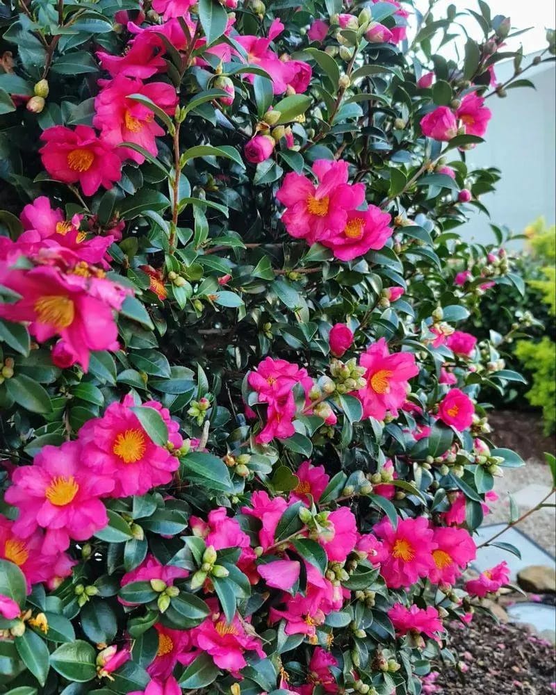 Camellia