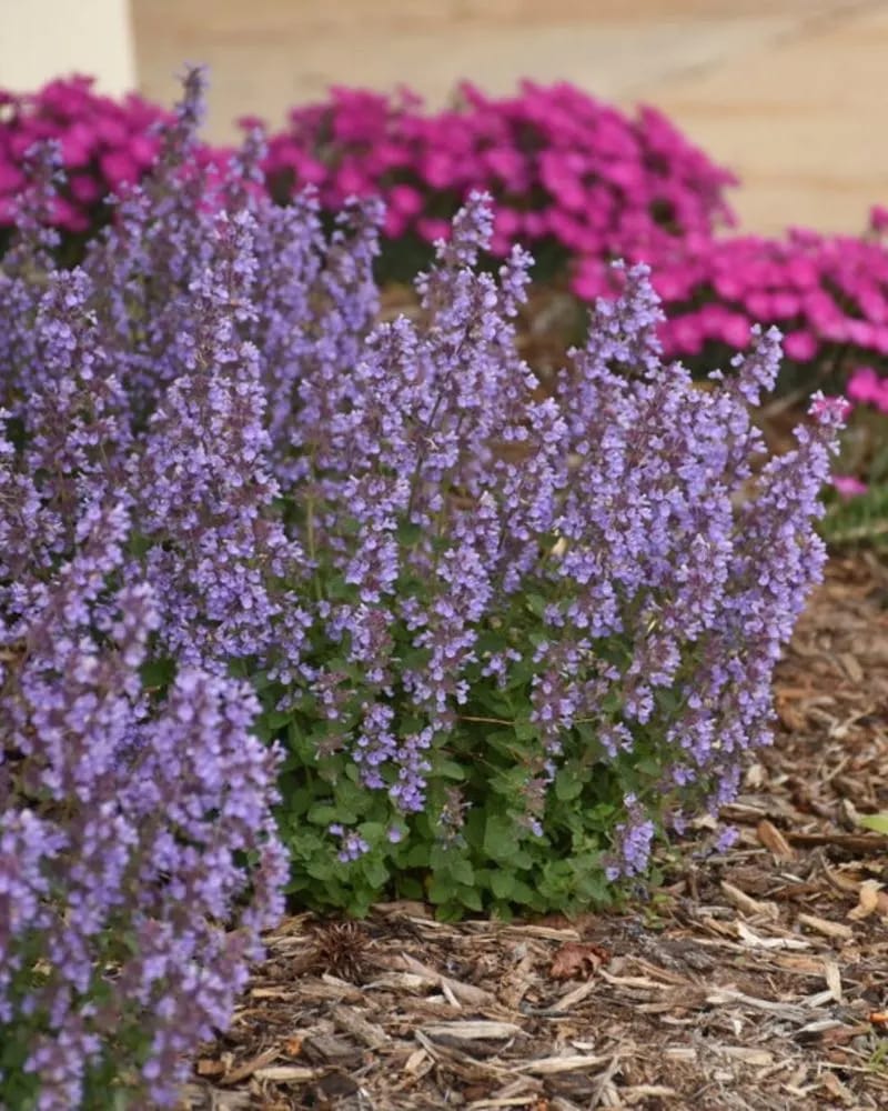 Catmint