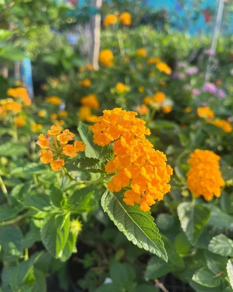 Lantana