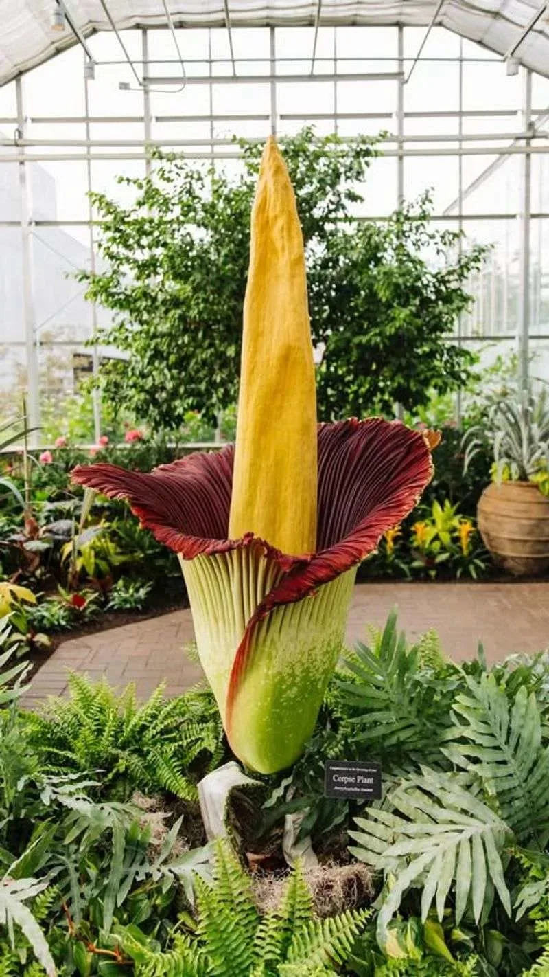 Corpse Flower