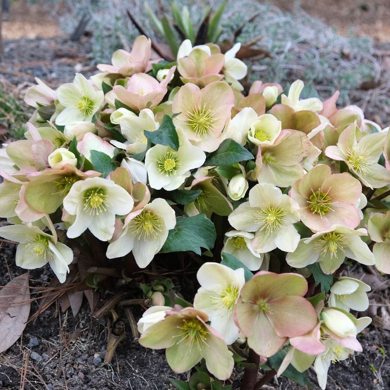 Lenten Rose