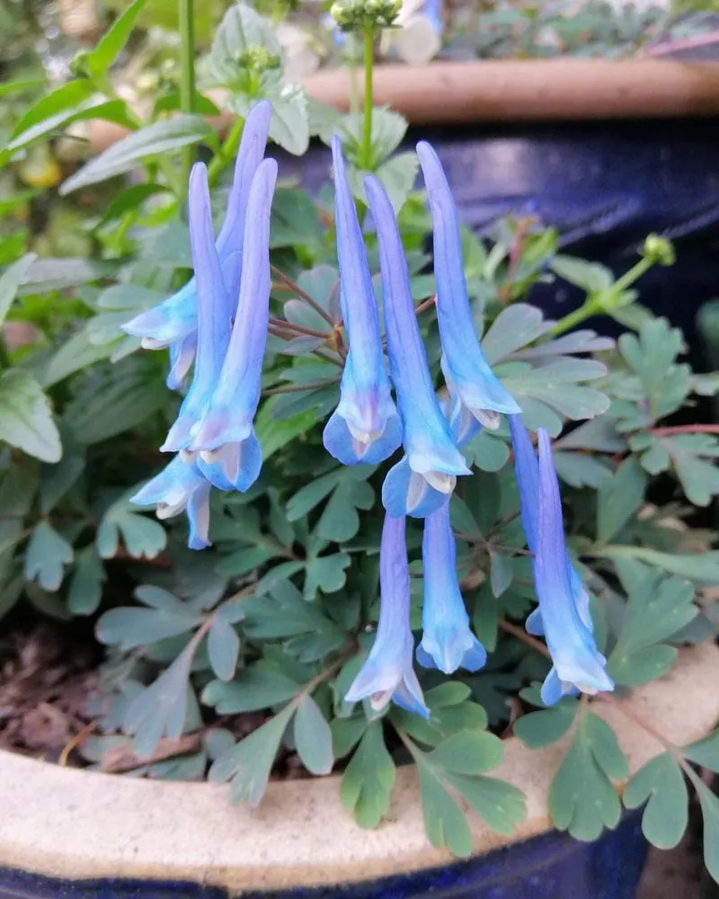 Corydalis flexuosa 'Blue Panda'