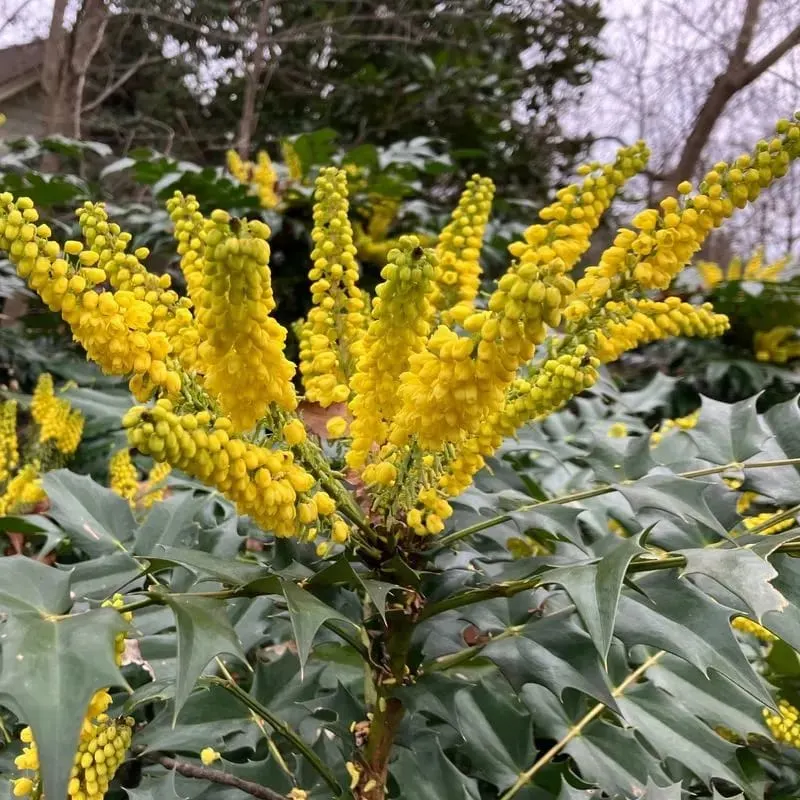 Vivid Yellow Blooms