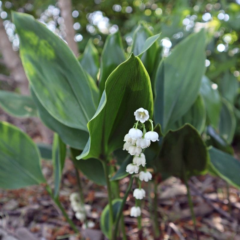 Lily of the Valley