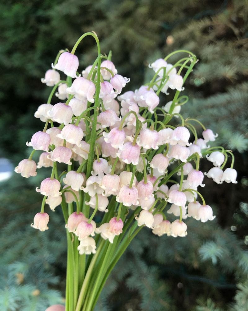 Lily of the Valley