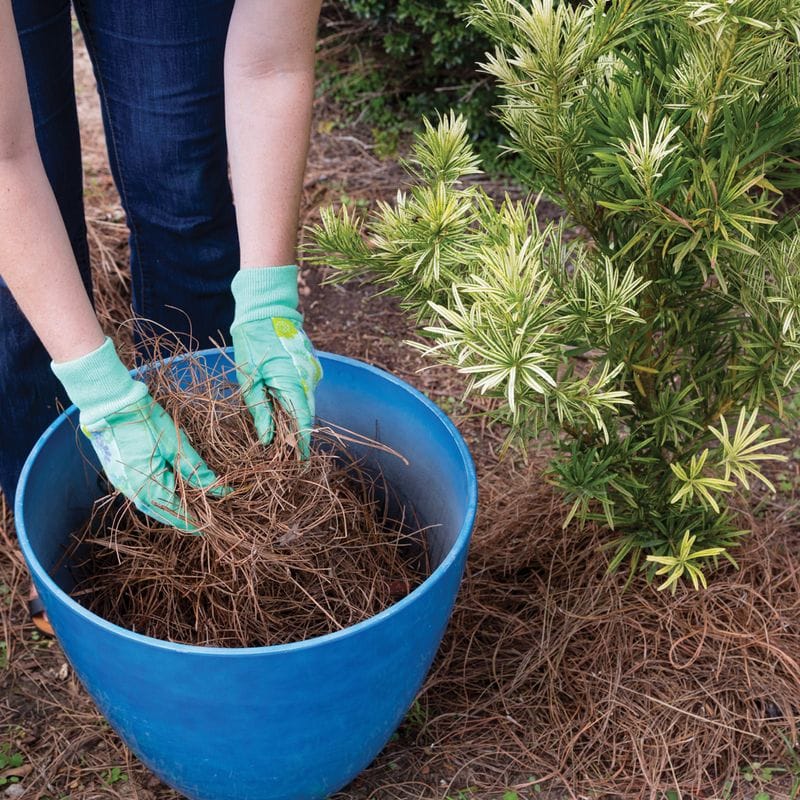 Mulch for Root Protection