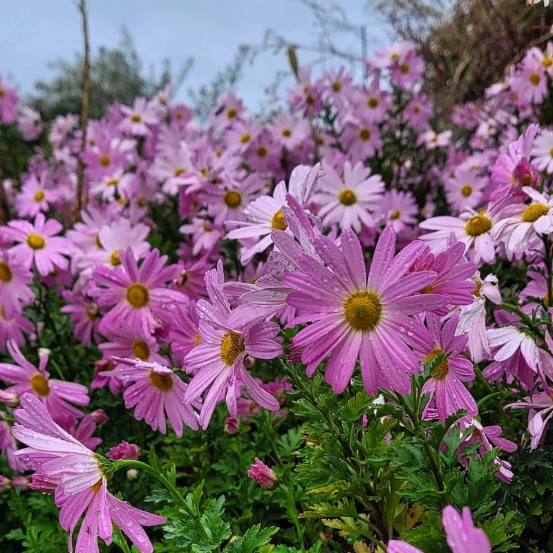 Pink Daisy