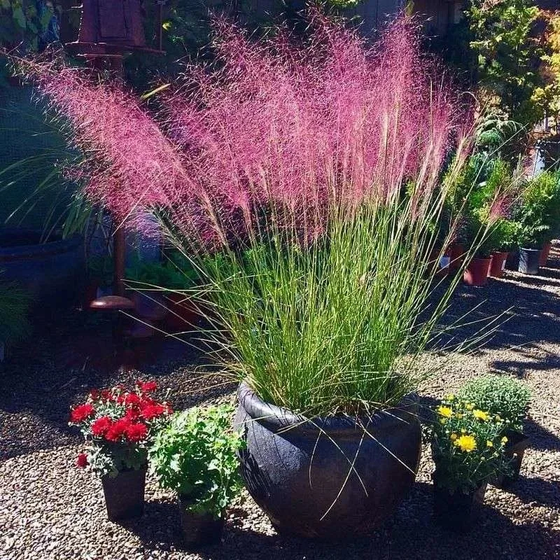 Pink Muhly Grass