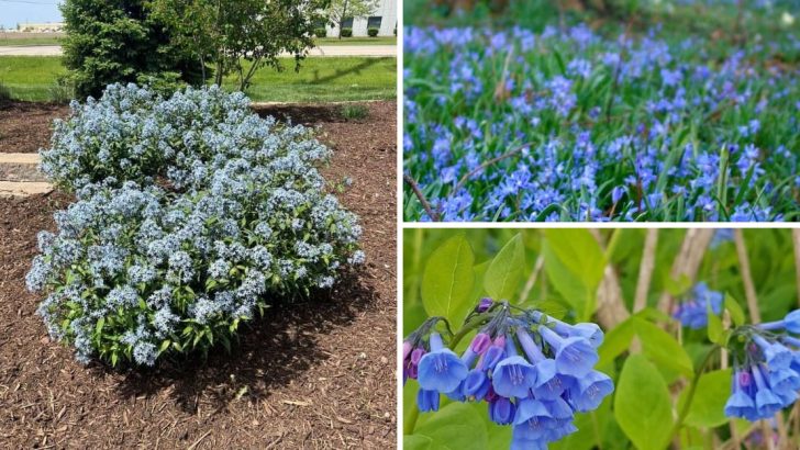 10 wunderschöne blaue Stauden für jedes Gartendesign