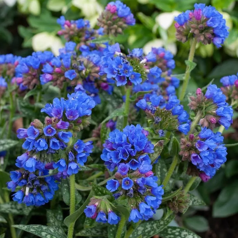 Pulmonaria (Lungwort)