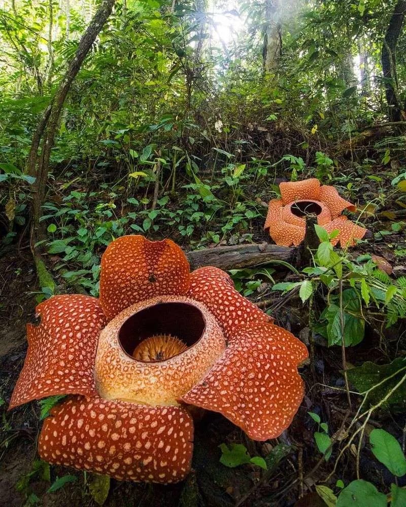 Rafflesia