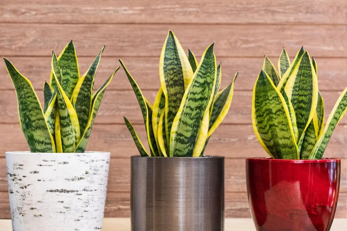 Right-Light-For-Rare-Snake-Plants