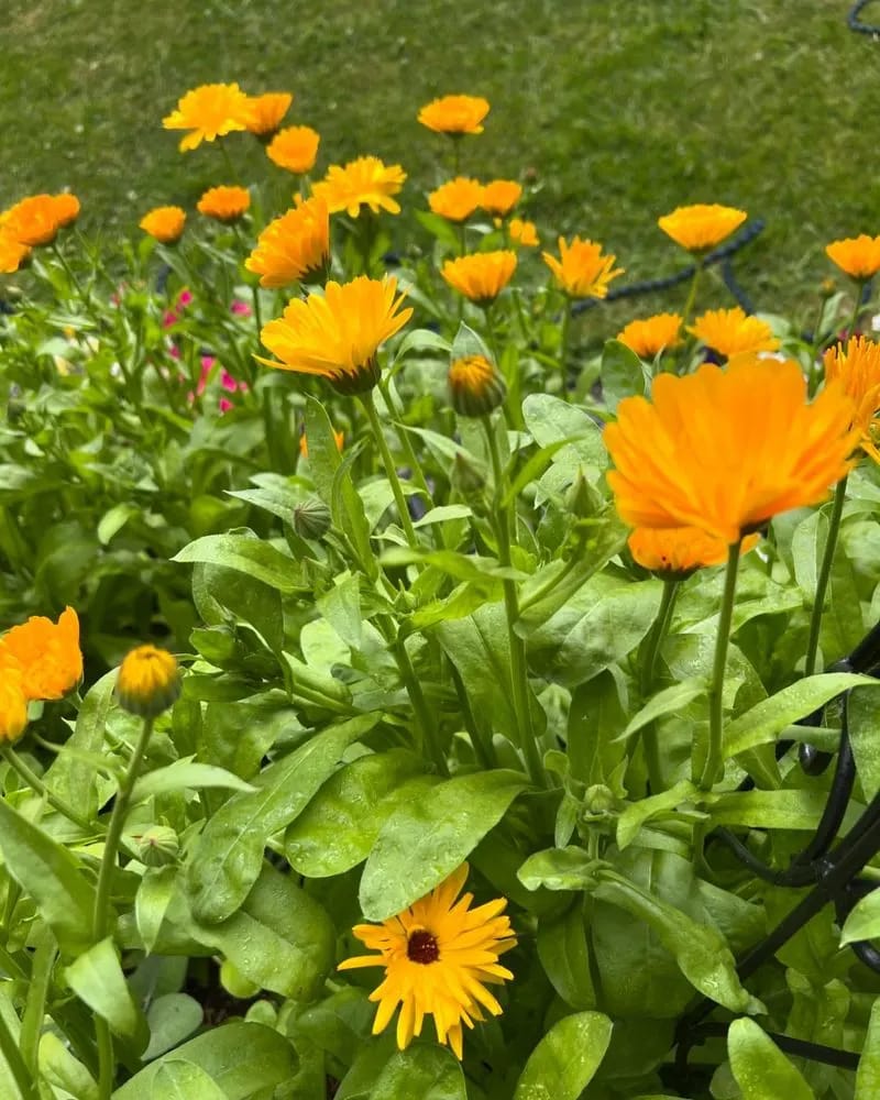 Calendula