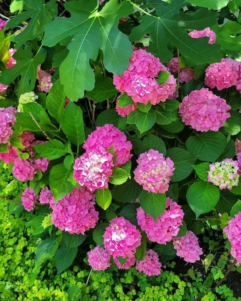 Pink Hydrangea