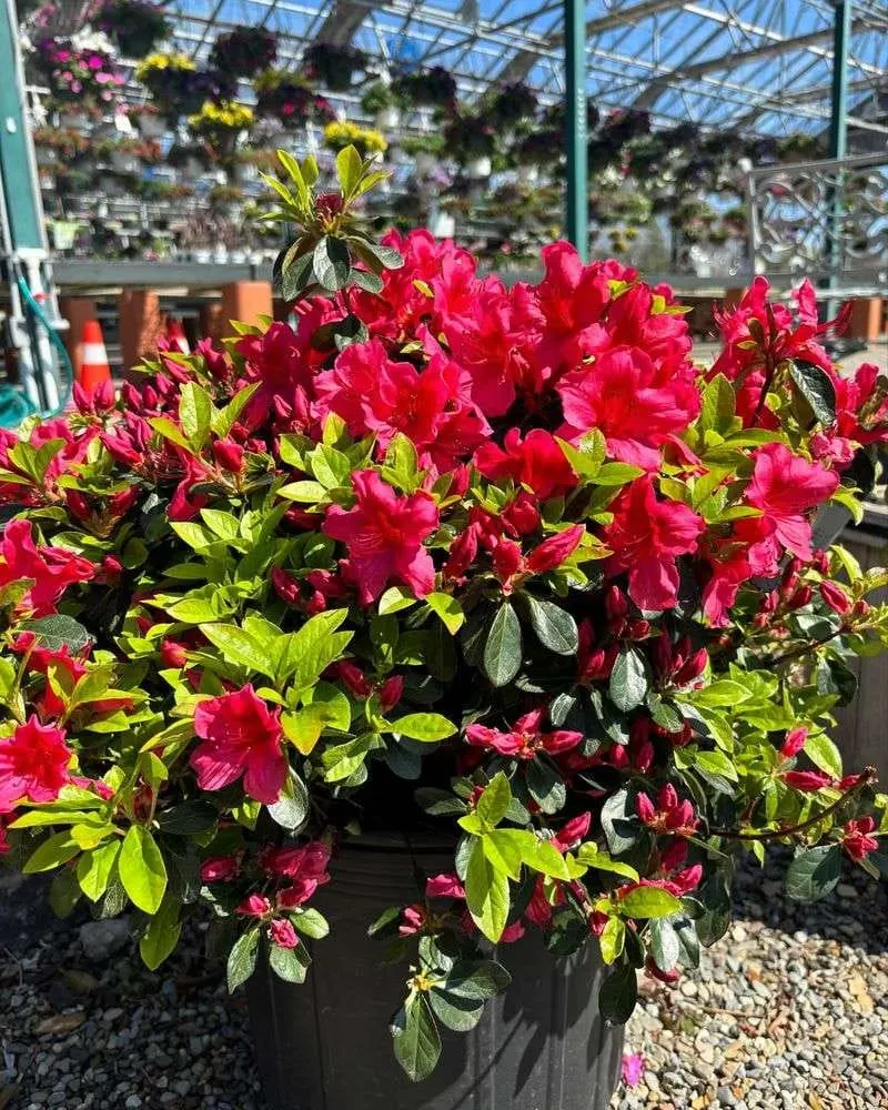 Red Azalea