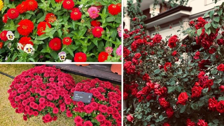 15 rote Blumen, die Ihrem Garten Romantik und Eleganz verleihen, wie Sie sie noch nie gesehen haben